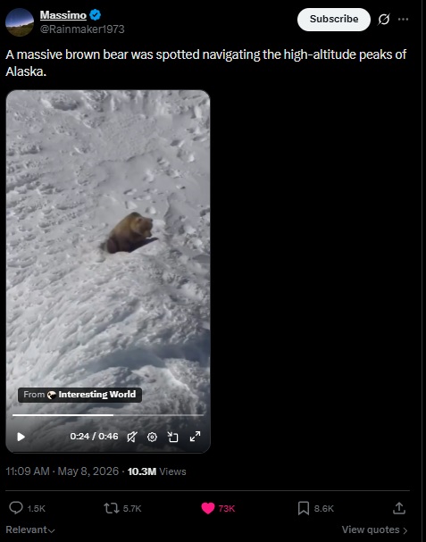 Massive brown bear navigating high-altitude peaks